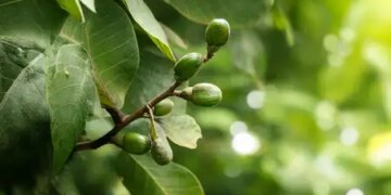Bhilava: Miraculous benefits in digestion, skin and joint pain, but caution necessary