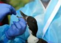 Bihar: Avian influenza confirmed in Darbhanga, high alert issued