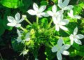 Chitrak: The herb of Ayurveda, which takes care of everything from stomach to joints.