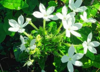 Chitrak: The herb of Ayurveda, which takes care of everything from stomach to joints.