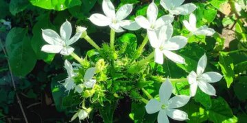 Chitrak: The herb of Ayurveda, which takes care of everything from stomach to joints.
