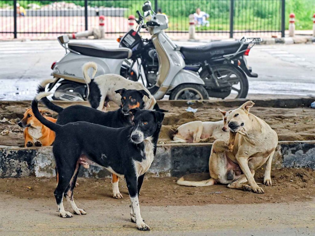 Claim of teachers counting dogs is false, Delhi Police registers FIR