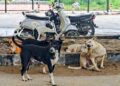Claim of teachers counting dogs is false, Delhi Police registers FIR
