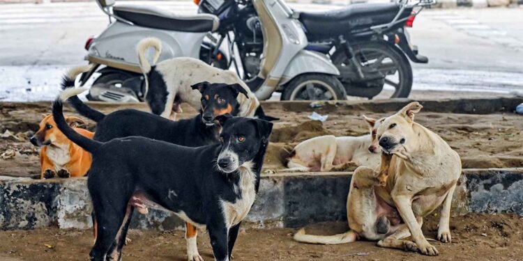 Claim of teachers counting dogs is false, Delhi Police registers FIR