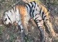 Dead body of second tiger found in Kaziranga National Park within last five days
