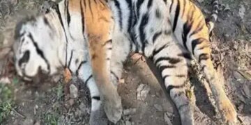 Dead body of second tiger found in Kaziranga National Park within last five days