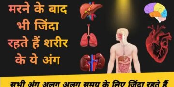 Do you know which organ remains alive the longest after death? You will be surprised to know the answer