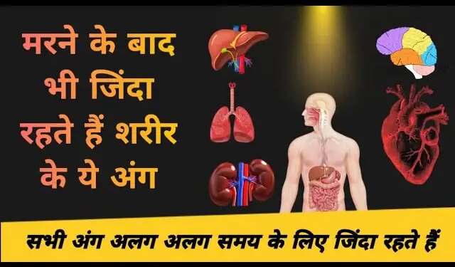 Do you know which organ remains alive the longest after death? You will be surprised to know the answer