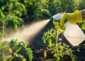 Does alum water really improve the health of plants and increase flowers? Know the facts