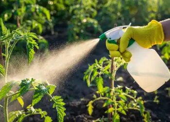 Does alum water really improve the health of plants and increase flowers? Know the facts