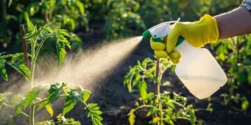 Does alum water really improve the health of plants and increase flowers? Know the facts