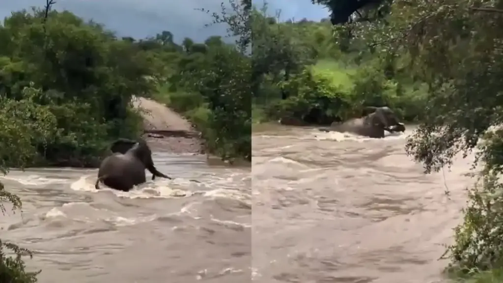 Elephant standing like a shield in front of death for her child, you will be shocked after watching the video