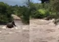 Elephant standing like a shield in front of death for her child, you will be shocked after watching the video