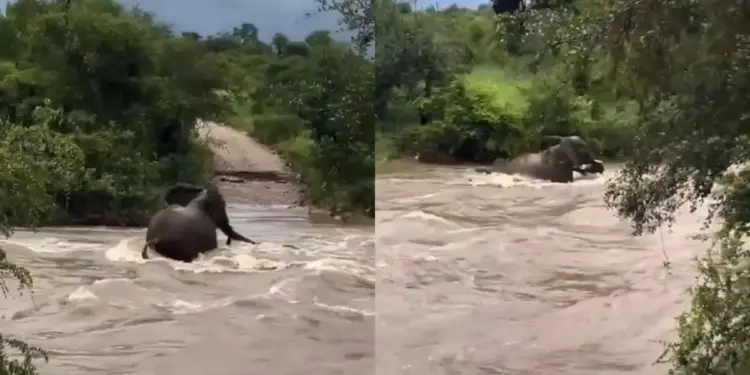 Elephant standing like a shield in front of death for her child, you will be shocked after watching the video