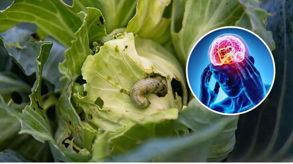 Fear of cabbage and worms: Is it true or just an illusion? Know what medical science says on this