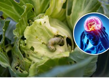 Fear of cabbage and worms: Is it true or just an illusion? Know what medical science says on this