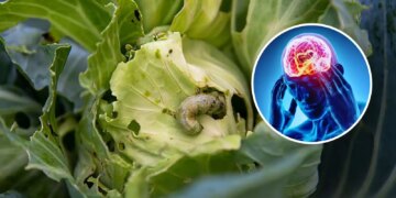Fear of cabbage and worms: Is it true or just an illusion? Know what medical science says on this