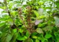 Forest basil rich in antioxidants: Consuming it will relieve respiratory problems and provide energy.