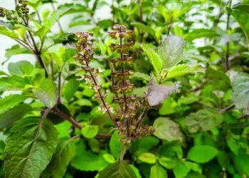 Forest basil rich in antioxidants: Consuming it will relieve respiratory problems and provide energy.