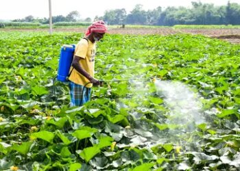 Government issued 14,692 notices to stop misuse of fertilizer, more than 6 thousand licenses canceled