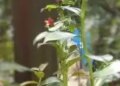 If you are suffering from diabetes then definitely plant 'Insulin' plant at home.