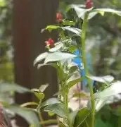 If you are suffering from diabetes then definitely plant 'Insulin' plant at home.