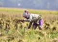 India overtakes China to reach first place in the world in rice production