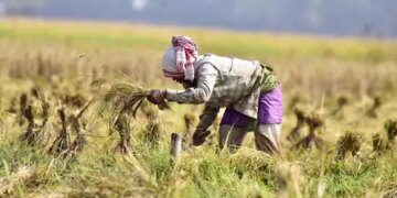 India overtakes China to reach first place in the world in rice production