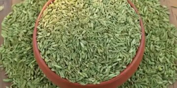 Is gray hair becoming a problem at an early age? Fennel will give natural hair color to hair