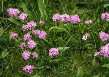 Jatamansi: Ayurvedic medicine to prevent hair fall and increase growth, know the benefits