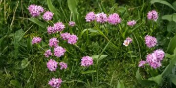 Jatamansi: Ayurvedic medicine to prevent hair fall and increase growth, know the benefits