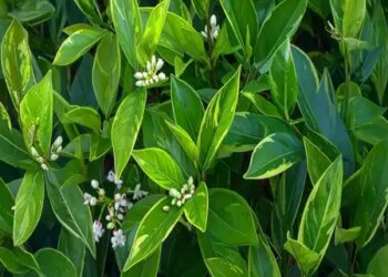 Kalmegh purifies blood and reduces the risk of heart diseases, know the precautions before consuming it.