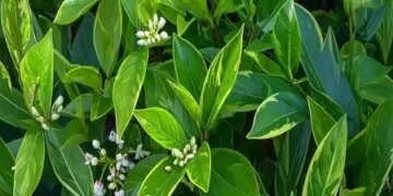 Kalmegh purifies blood and reduces the risk of heart diseases, know the precautions before consuming it.