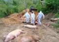 Loss of Rs 115 crore in 2025 due to African swine fever outbreak in Mizoram