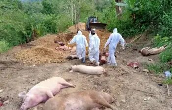 Loss of Rs 115 crore in 2025 due to African swine fever outbreak in Mizoram