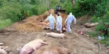 Loss of Rs 115 crore in 2025 due to African swine fever outbreak in Mizoram