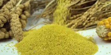 Mann Ki Baat: PM Modi said about millets - it is combining tradition, health and employment together.