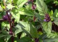 Marua is helpful in reducing cough and sore throat, removes bad breath.