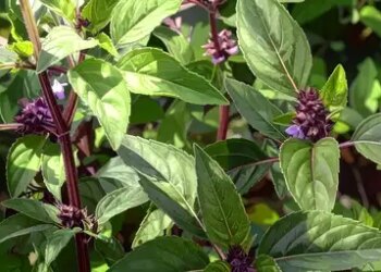 Marua is helpful in reducing cough and sore throat, removes bad breath.