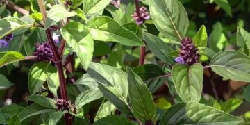 Marua is helpful in reducing cough and sore throat, removes bad breath.