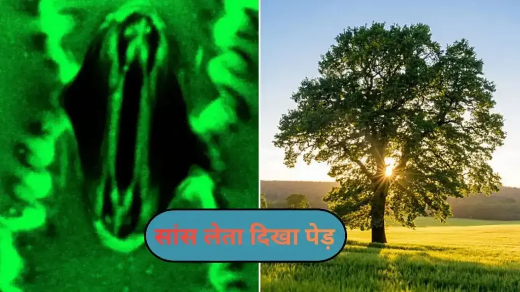 Miracle of Nature! Heartbeat and breathing process of plants captured on camera for the first time