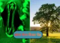 Miracle of Nature! Heartbeat and breathing process of plants captured on camera for the first time
