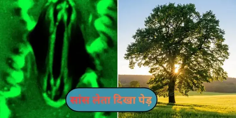 Miracle of Nature! Heartbeat and breathing process of plants captured on camera for the first time
