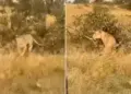 Neither will bow down, nor will stop… The fight between the lion and the leopard was taking place on the tree, forget victory or defeat, when the branch broke, the sight was worth seeing.