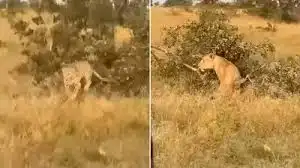 Neither will bow down, nor will stop… The fight between the lion and the leopard was taking place on the tree, forget victory or defeat, when the branch broke, the sight was worth seeing.