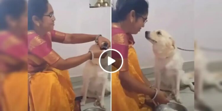 Never seen such a bond between a human and a dog! Woman fed pulses and rice to dog like a child, watch video