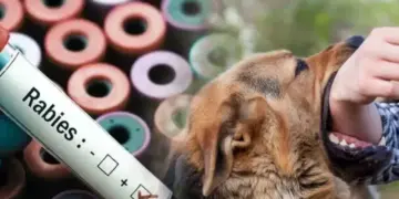 Now life will not be lost due to rabies, Delhi government has taken a big step, work will be done on war footing