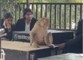Red-faced monkey created ruckus in Udaipur court premises, attacked lawyers and constable, wildlife team rescued