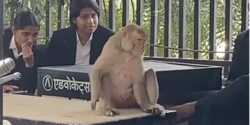 Red-faced monkey created ruckus in Udaipur court premises, attacked lawyers and constable, wildlife team rescued