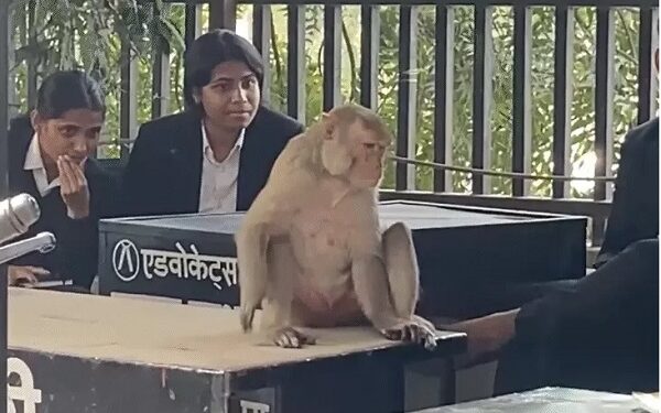 Red-faced monkey created ruckus in Udaipur court premises, attacked lawyers and constable, wildlife team rescued